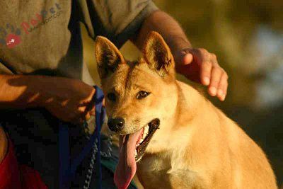 Dingo-loai-cho-hoang-tu-thoi-nguyen-thuy-5