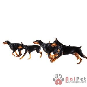 Doberman-Pinscher-1