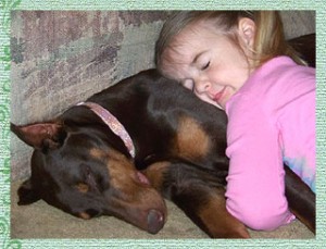Doberman-Pinscher-10
