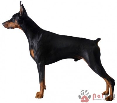 Doberman-Pinscher-11