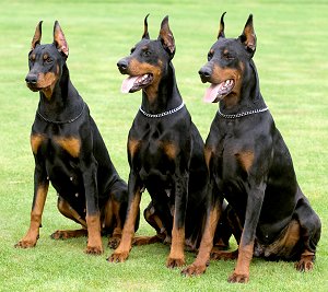 Doberman-Pinscher-2
