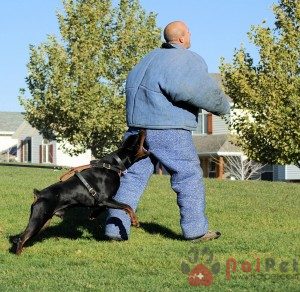 Doberman-Pinscher-3