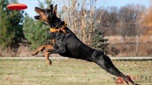 Doberman-Pinscher-5