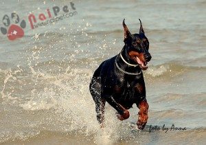Doberman-Pinscher-6