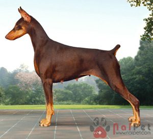 Doberman-Pinscher-7