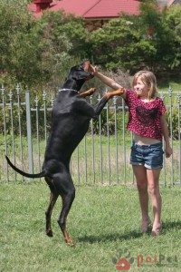 Doberman-Pinscher-8
