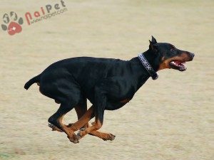 Doberman-Pinscher-9