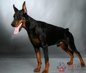 Doberman-Pinscher