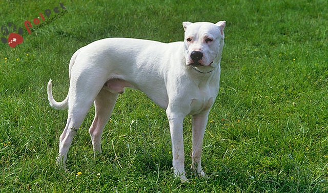 Dogo Argentino-