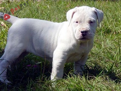 Dogo Argentino-2