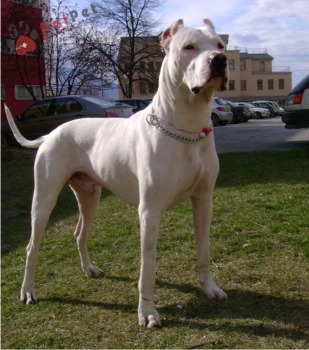 Dogo Argentino-3