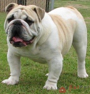 English-Bulldog-1
