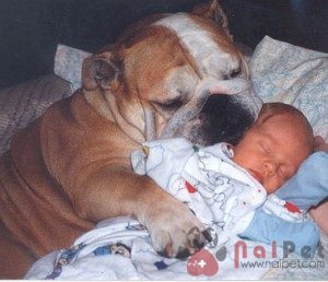 English-Bulldog-2