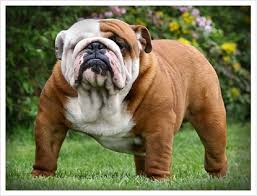 English-Bulldog-3