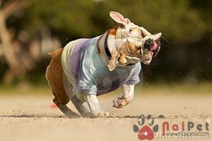 English-Bulldog-6