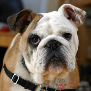 English-Bulldog-7
