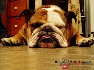 English-Bulldog-8