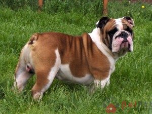 English-Bulldog