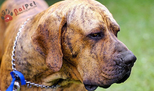 Fila-brasilero-sieu-hung-than-xu-Brasil-