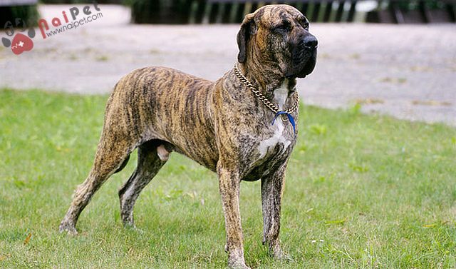 Fila-brasilero-sieu-hung-than-xu-Brasil-1