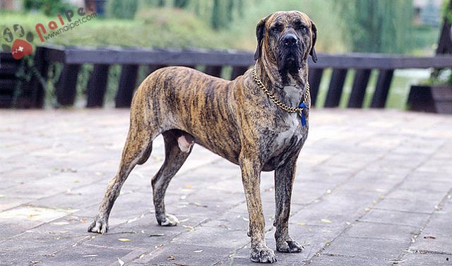 Fila-brasilero-sieu-hung-than-xu-Brasil-2