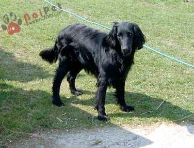 Flat_Coated_Retriever_black-