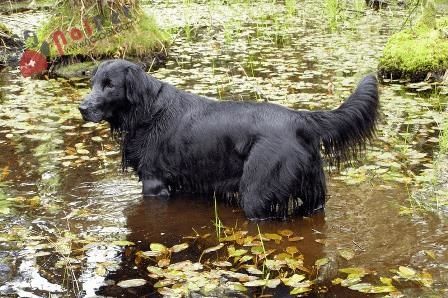 Flat_Coated_Retriever_black-2