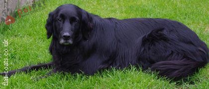 Flat_Coated_Retriever_black-3