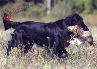 Flat_Coated_Retriever_black-5