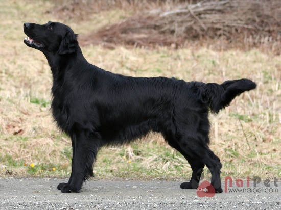 Flat_Coated_Retriever_black