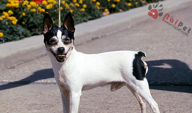 Fox-Terrier-long-muot-3