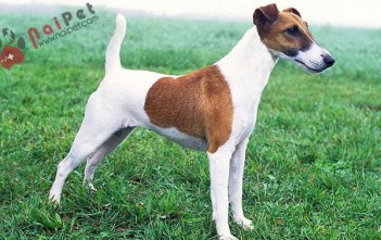 Fox-Terrier-long-muot-4