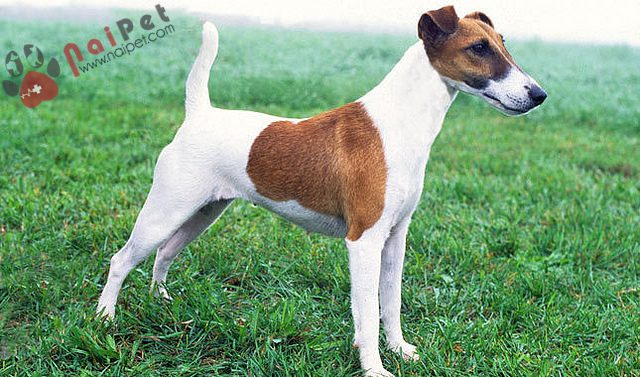 Fox-Terrier-long-muot-4