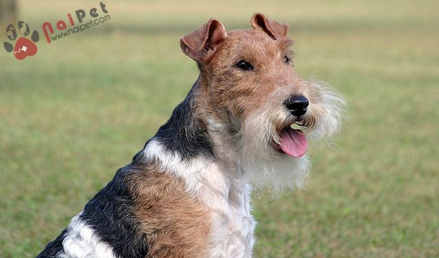 Fox Terrier-long-xoan-