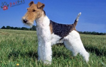 Fox Terrier-long-xoan-1