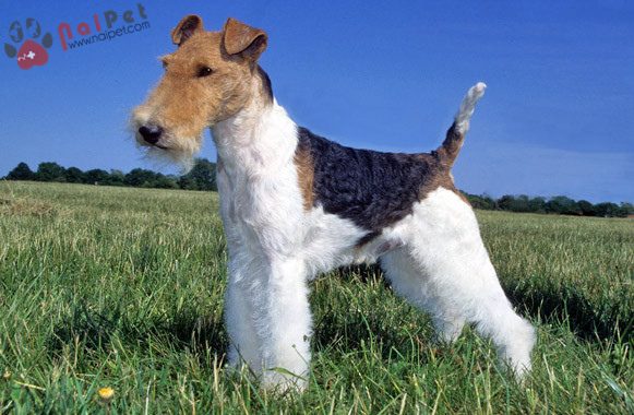 Fox Terrier-long-xoan-1