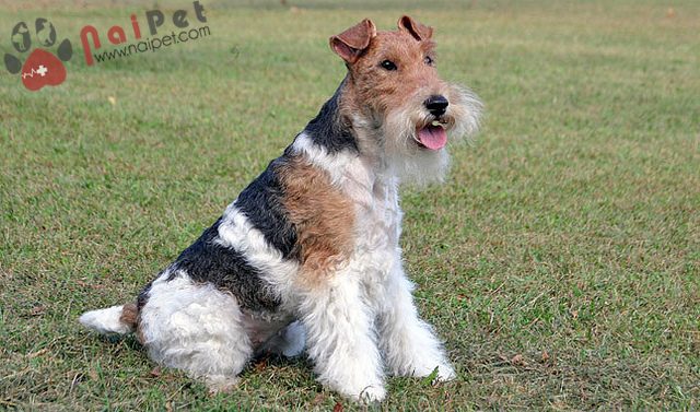 Fox Terrier-long-xoan-2