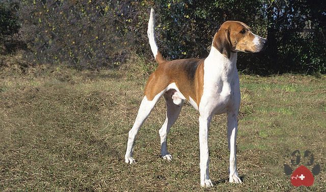 Foxhound-American-