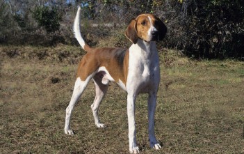 Foxhound-American-1