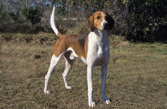 Foxhound-American-1