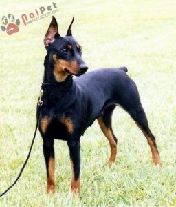 German-Pinscher