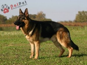 German-Shepherd-1