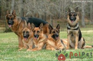 German-Shepherd-2