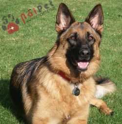 German-Shepherd-3