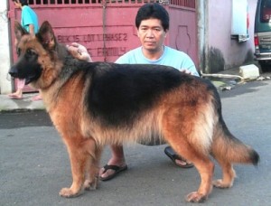 German-Shepherd-5