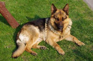 German-Shepherd-6