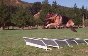 German-Shepherd-7