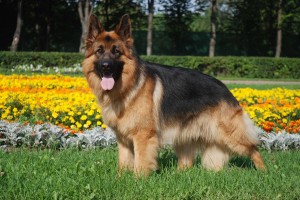German-Shepherd-8