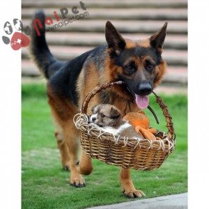 German-Shepherd-9