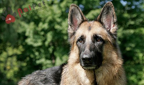 German-Shepherd Dog- Berger-